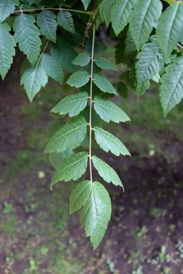 Koelreuteria paniculata - svitel latnatý - list